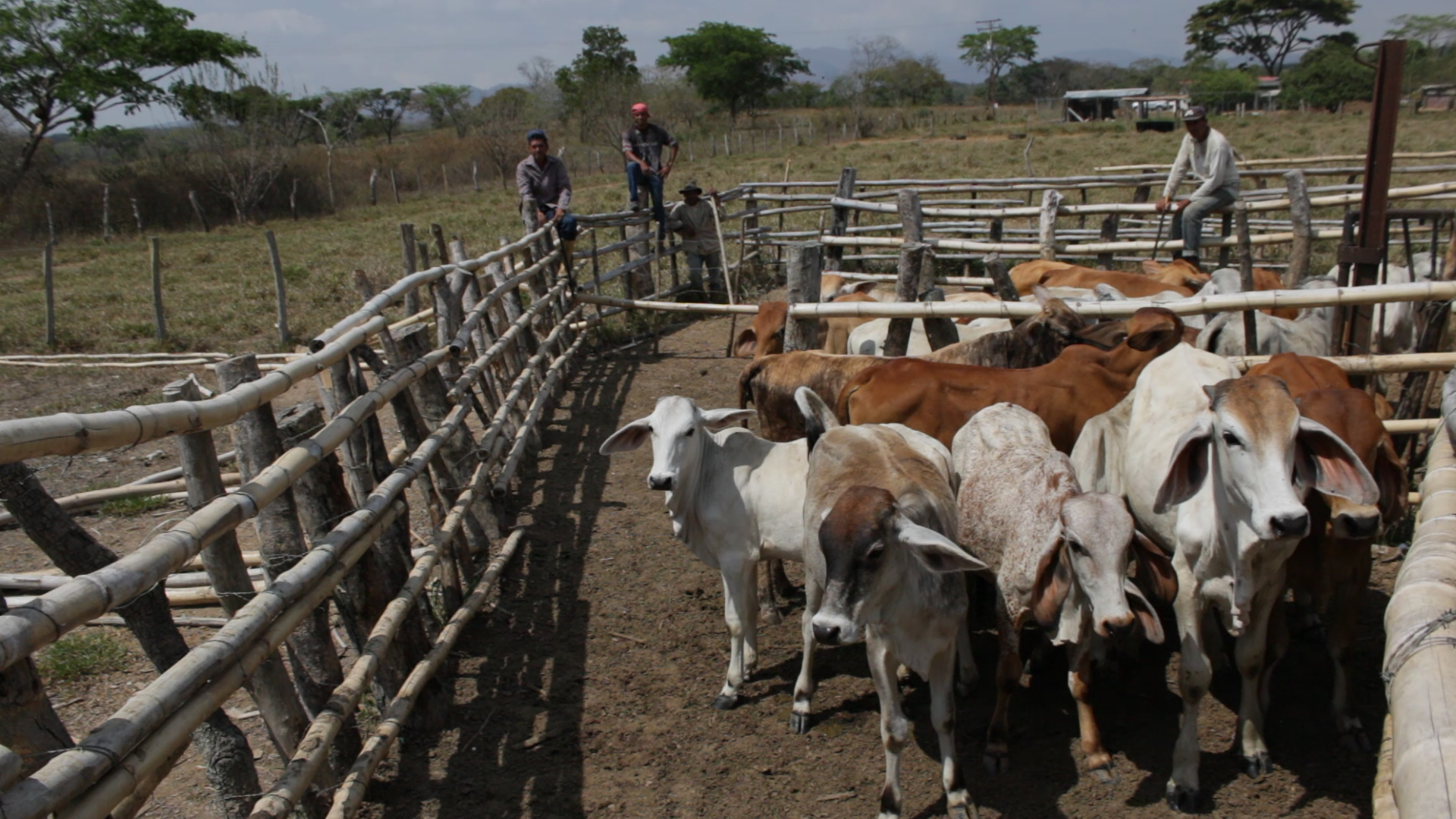 « Que se passe-t-il au Venezuela ? » par Craig John Murray